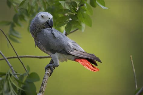 The African Grey Parrot, also known as African grey or grey parrot, is a bird native to central Africa. The African Grey is most notable for its beautiful coat and charismatic nature. The bird is regarded as one of the most intelligent and accomplished birds due to its unique ability to mimic humans and objects. African Greys are the largest …